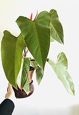  - Živá dospelá rastlina Philodendron “Red Emerald” - 13021296_