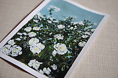 Obrazy - Biele ruže - 13076022_