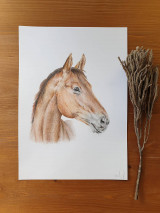 Obrazy - Kresba-kôň A4 - 13107594_