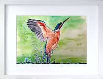Obrazy - Originál akvarel - vták rybárik sa vynára z vody - 13157272_
