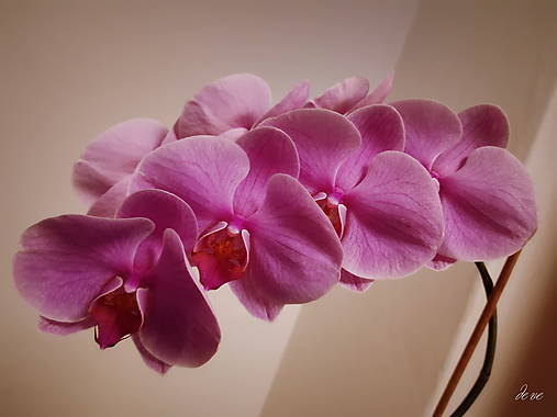 Fotografie - Orchidea - 13203024_