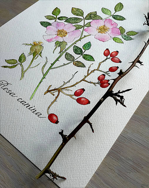 Obrazy - Obraz Ruža šípová (21x29,7cm) - 13249184_