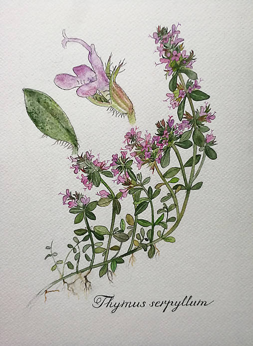Obrazy - Obraz Dúška materina (21x29,7cm) - 13249396_