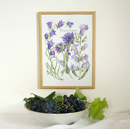 Obrazy - Botanický obrázok Zvončekovité - Campanuloideae (21x29,7cm) - 13250457_