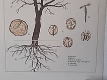 Obrazy - Botanický plagát - orech s drevkami a špagátom - 13246759_