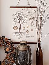 Obrazy - Botanický plagát - orech s hnedými drevkami a špagátom - 13246833_