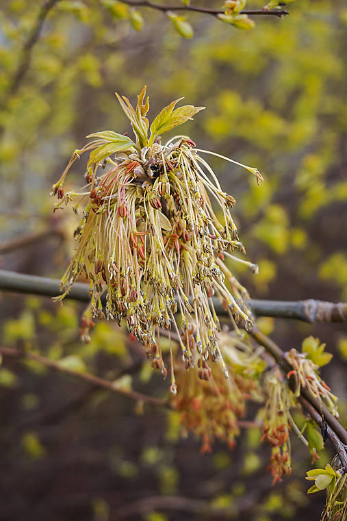 Fotografie - Strapatica - 13310537_