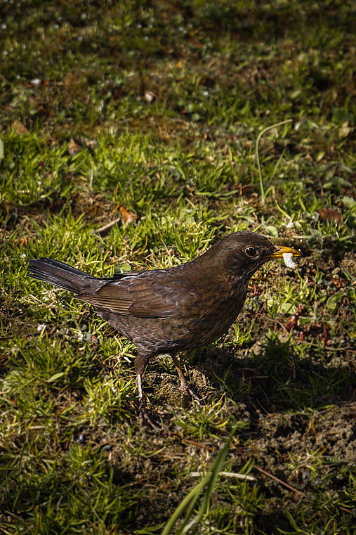 Fotografie - Vtáčí apetít - 13310673_