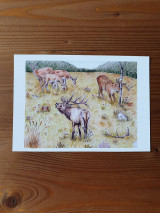 Papiernictvo - Pohľadnice Lesné zvieratá - 13341181_