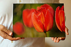  - Rosa na tulipánoch - fotoobraz na hliníkovej doske - 13380701_
