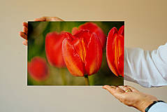 Fotografie - Rosa na tulipánoch - fotoobraz na hliníkovej doske - 13380702_