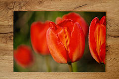 Fotografie - Rosa na tulipánoch - fotoobraz na hliníkovej doske - 13380704_