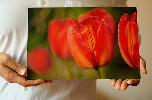 Rosa na tulipánoch - fotoobraz na hliníkovej doske
