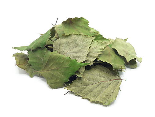 Bylinky - Breza previsnutá - 13435765_