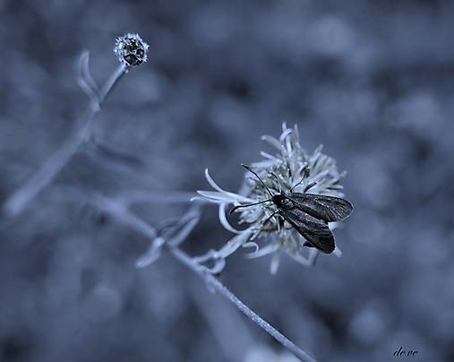 Fotografie - Blue - 13456114_