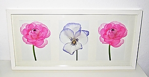 Obrazy - Ružové kvety obraz - 52,5 cm x 25,5 cm - 13457713_