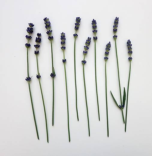 Suroviny - Levanduľa lekárska - 13468741_