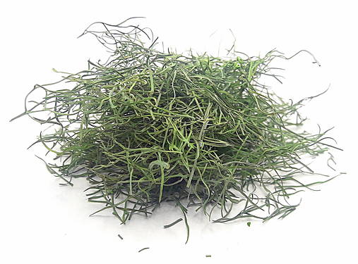 Bylinky - Kôpor voňavý - 13477518_