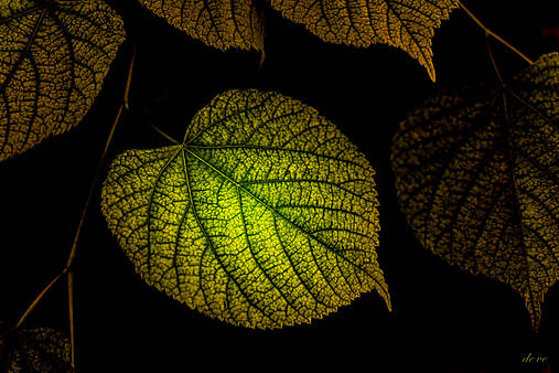 Fotografie - Lístoček - 13494387_