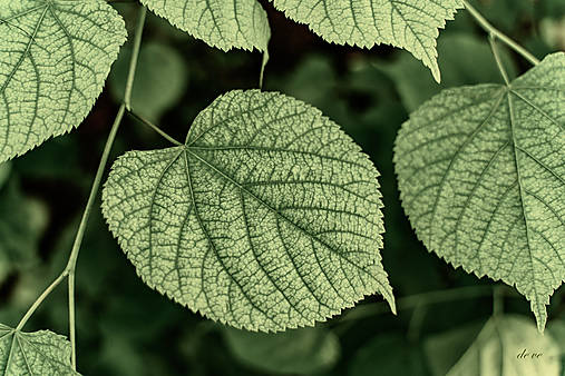 Fotografie - V lístí - 13512110_