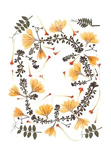 Grafika - obraz,kompozícia lisovaných kvetov- krokusy, print - 13565354_