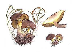 Obrazy - Obraz botanická Ilustrácia (Suillus collinitus) digitálna tlač - 13565916_