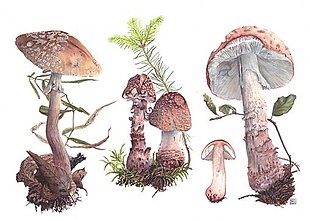 Obrazy - Obraz botanická ilustrácia Amanita rubescens digitálna tlač - 13566121_