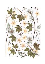 Obrazy - obraz,kompozícia lisovaných kvetov- veternica hájna, print - 13569059_
