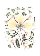 Obrazy - obraz,kompozícia lisovaných kvetov- pupalka, print - 13569097_