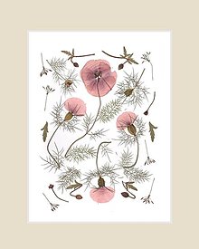 Obrazy - obraz,kompozícia lisovaných kvetov- poľné maky, print - 13569093_