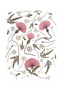 Grafika - obraz,kompozícia lisovaných kvetov- poľné maky, print - 13569099_