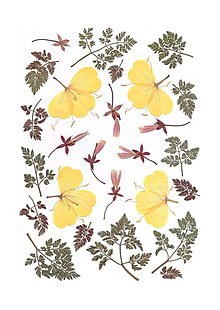 Obrazy - obraz,kompozícia lisovaných kvetov-pupalka, print - 13588319_