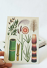 Papier - Pohľadnica " Botanicum "Grasses - 13589997_