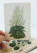 Papier - Pohľadnica " Botanicum " Watter lettuce - 13590047_