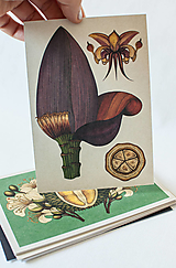 Papier - Pohľadnica " Botanicum "  Fruit trees - 13590120_