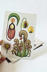 Papier - Pohľadnica " Botanicum " Carnivorous plants - 13590238_
