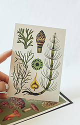 Papier - Pohľadnica " Botanicum " Club mosses - 13590402_