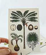 Papier - Pohľadnica " Botanicum " Palms - 13590462_