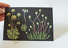 Papier - Pohľadnica " Botanicum " Bryophytes - 13590469_
