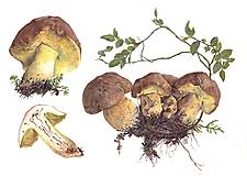 Obrazy - Obraz botanická Ilustrácia (Butyriboletus appendiculatus), print - 13590384_