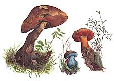 Obrazy - Obraz botanická Ilustrácia (Boletus luridiformis), print - 13591037_