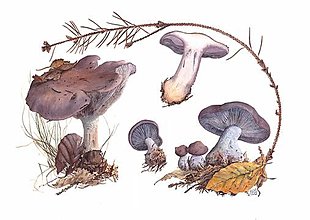 Obrazy - Obraz botanická Ilustrácia (Lepista nuda) , print - 13590873_