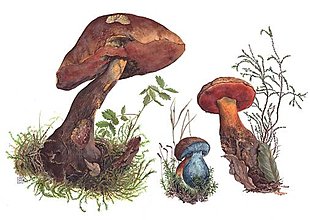 Obrazy - Obraz botanická Ilustrácia (Boletus luridiformis), print - 13591037_