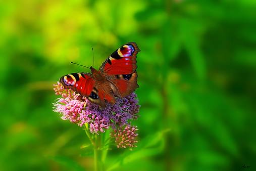 Fotografie - Na lúke II. - 13634746_