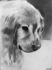 Kresby - Sad puppy - 13635499_