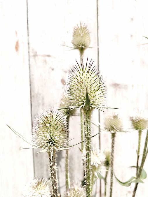 Fotografie - Bodliaky - 13643381_