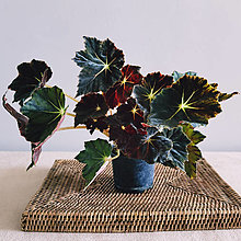 Suroviny - Živá rastlina Begonia Black Velvet - 13686257_