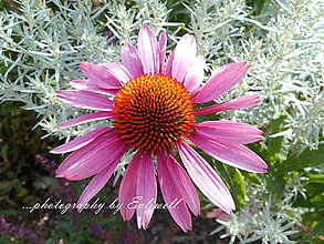 Fotografie - Echinacea purpurová - 13706916_