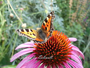 Fotografie - Echinacea s motýľom - 13707195_