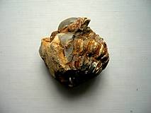 Minerály - Trilobit Calymene s.p. 40 mm, č.7f - 13719459_